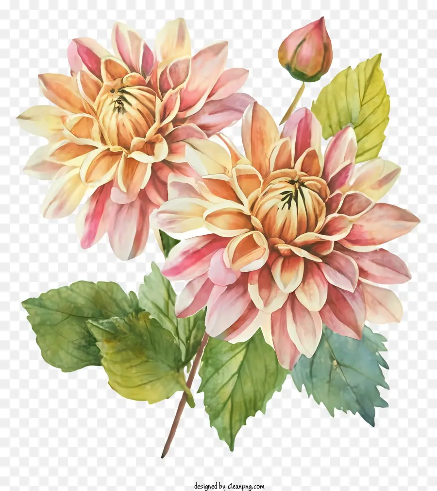 Dahlia Rose，Fleur PNG