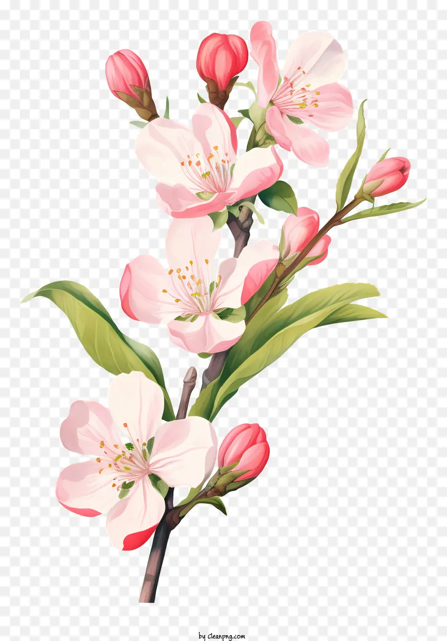 Fleurs De Pomme Rose，Pleine Floraison PNG