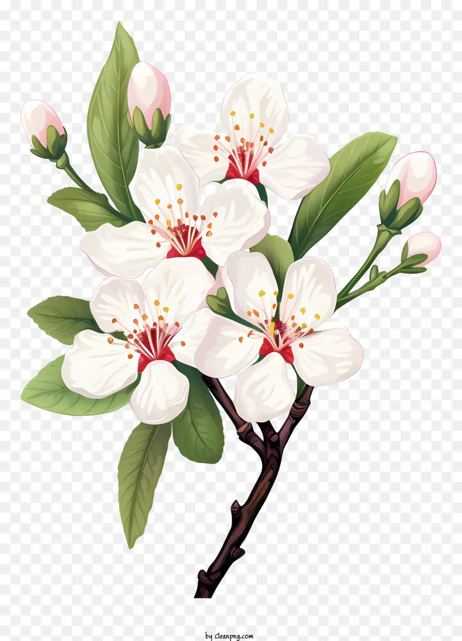 Arbre De Fleur Blanc，Fleurs Blanches PNG