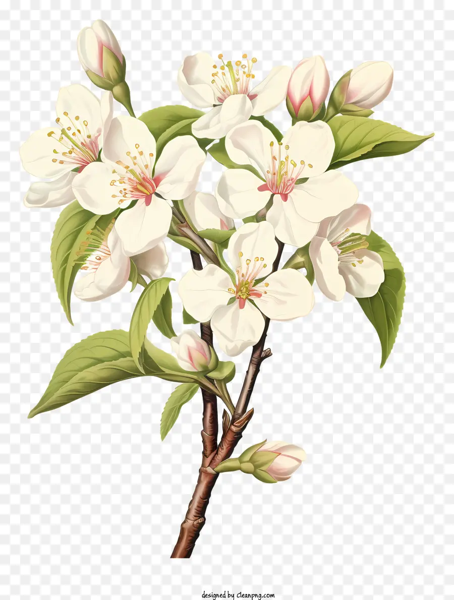 Dessin，Arbre De Fleur De Cerisier à Fleurs PNG