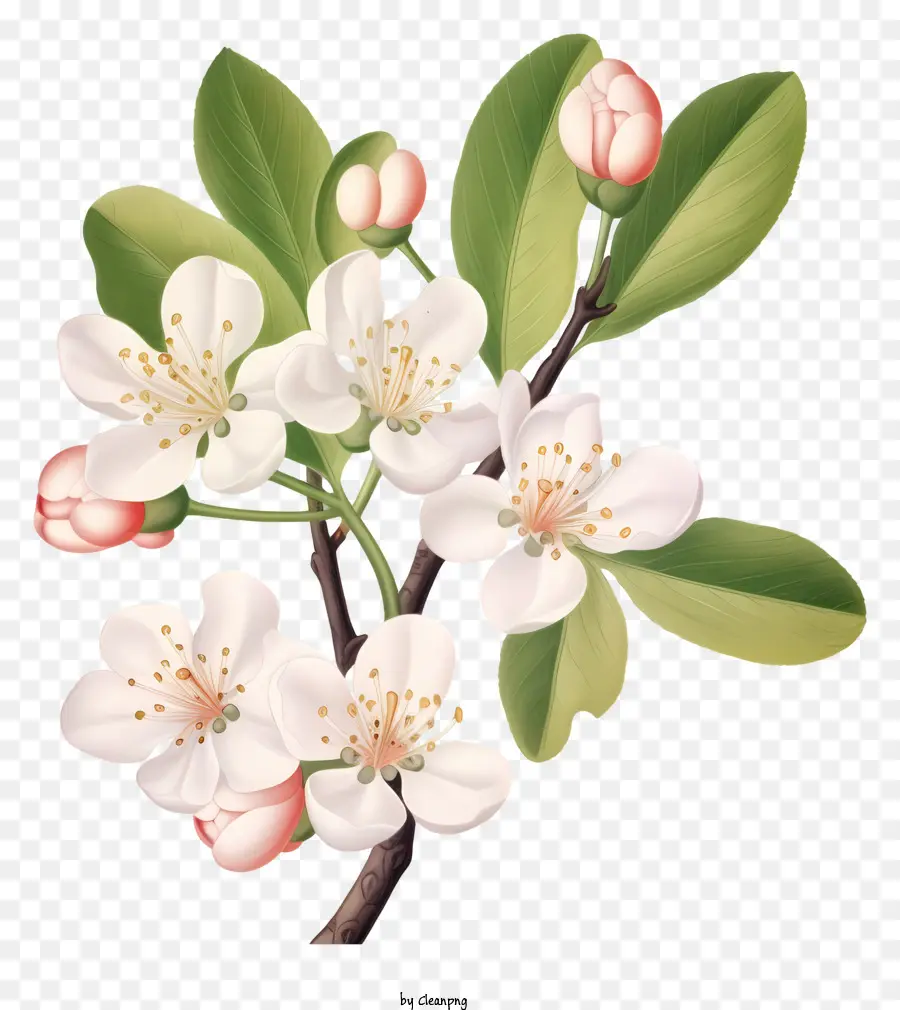 Branche Avec Des Fleurs Blanches，Fleurs De Floraison Complètes PNG