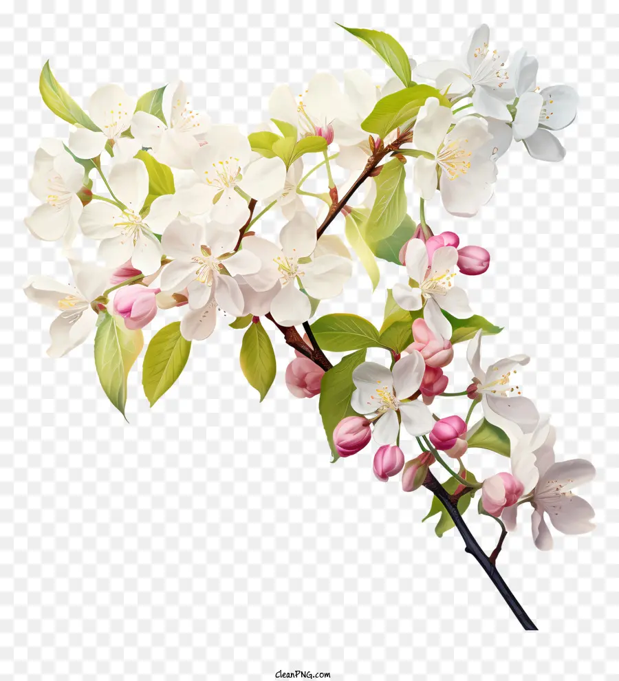 Fleur Blanche，Bouquet De Fleurs PNG