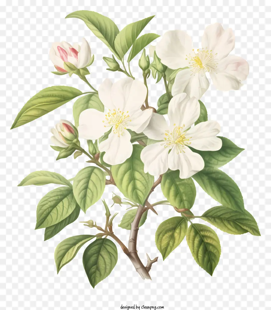 Branche D'arbre，Fleurs Blanches PNG