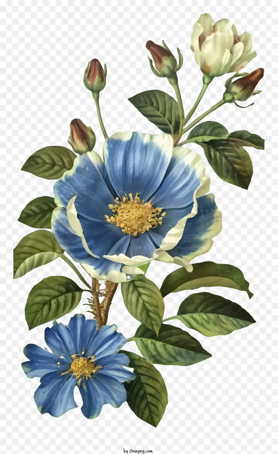 Rose Bleue，Pétales Blancs PNG