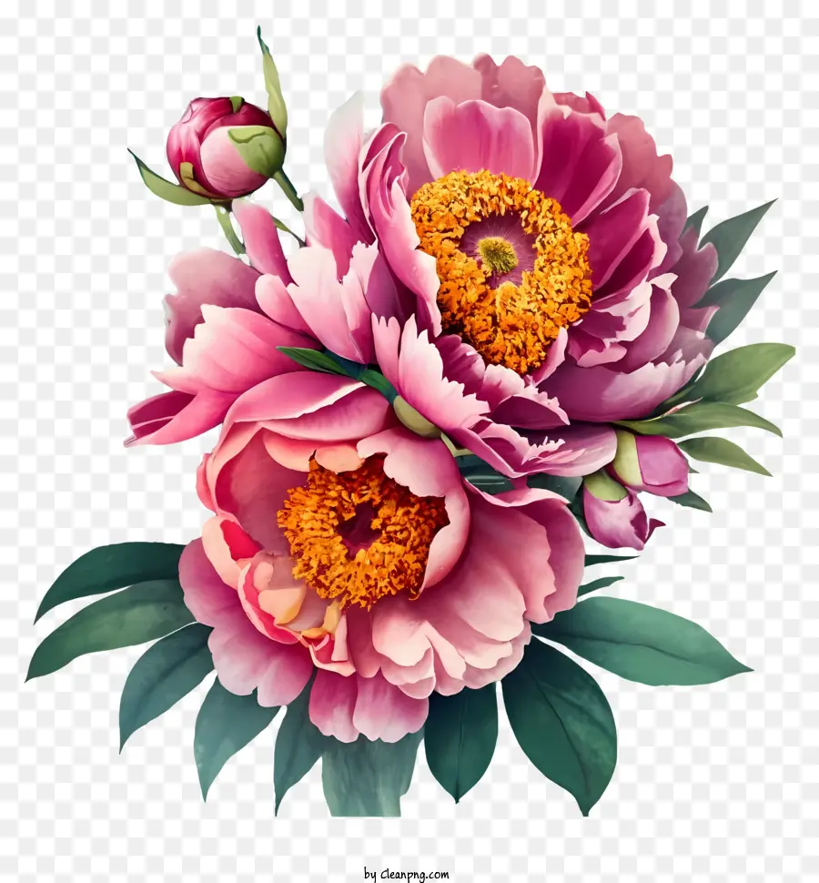 Rose Pivoine，Arrangement De Fleurs PNG