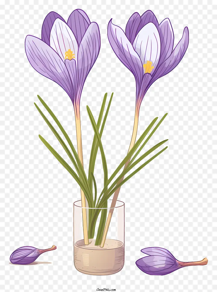Crocus Violets，Vase En Verre PNG