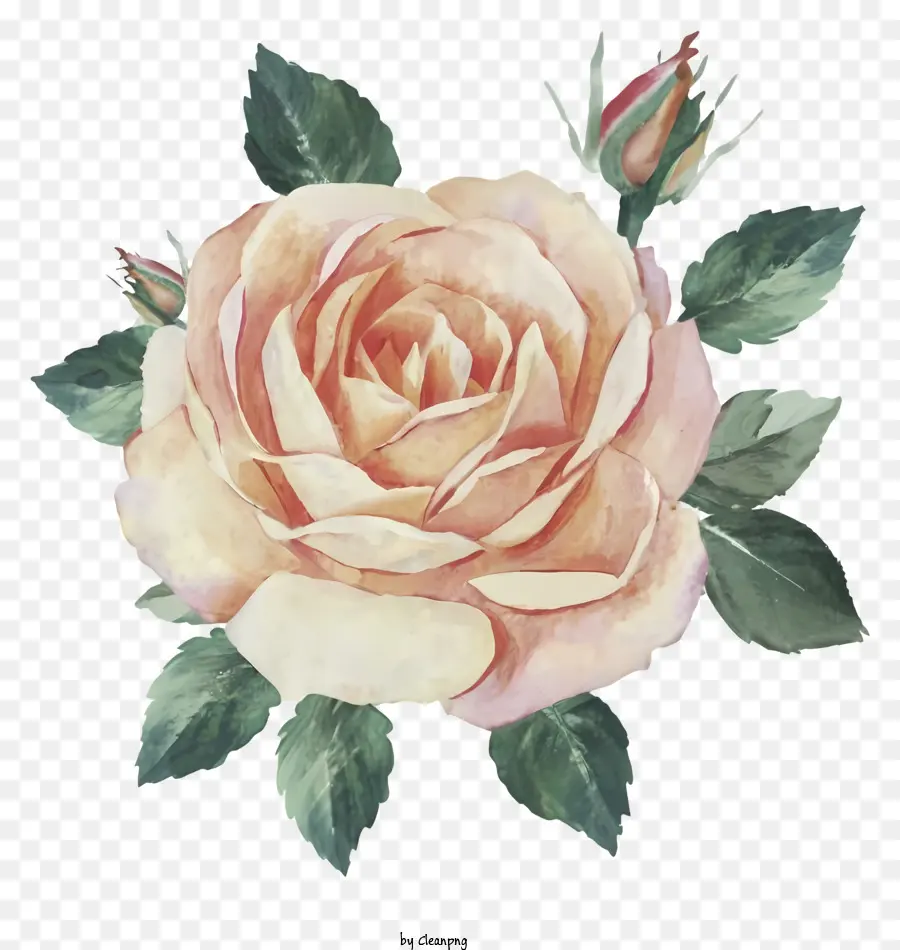 Peinture à L'aquarelle，Rose PNG