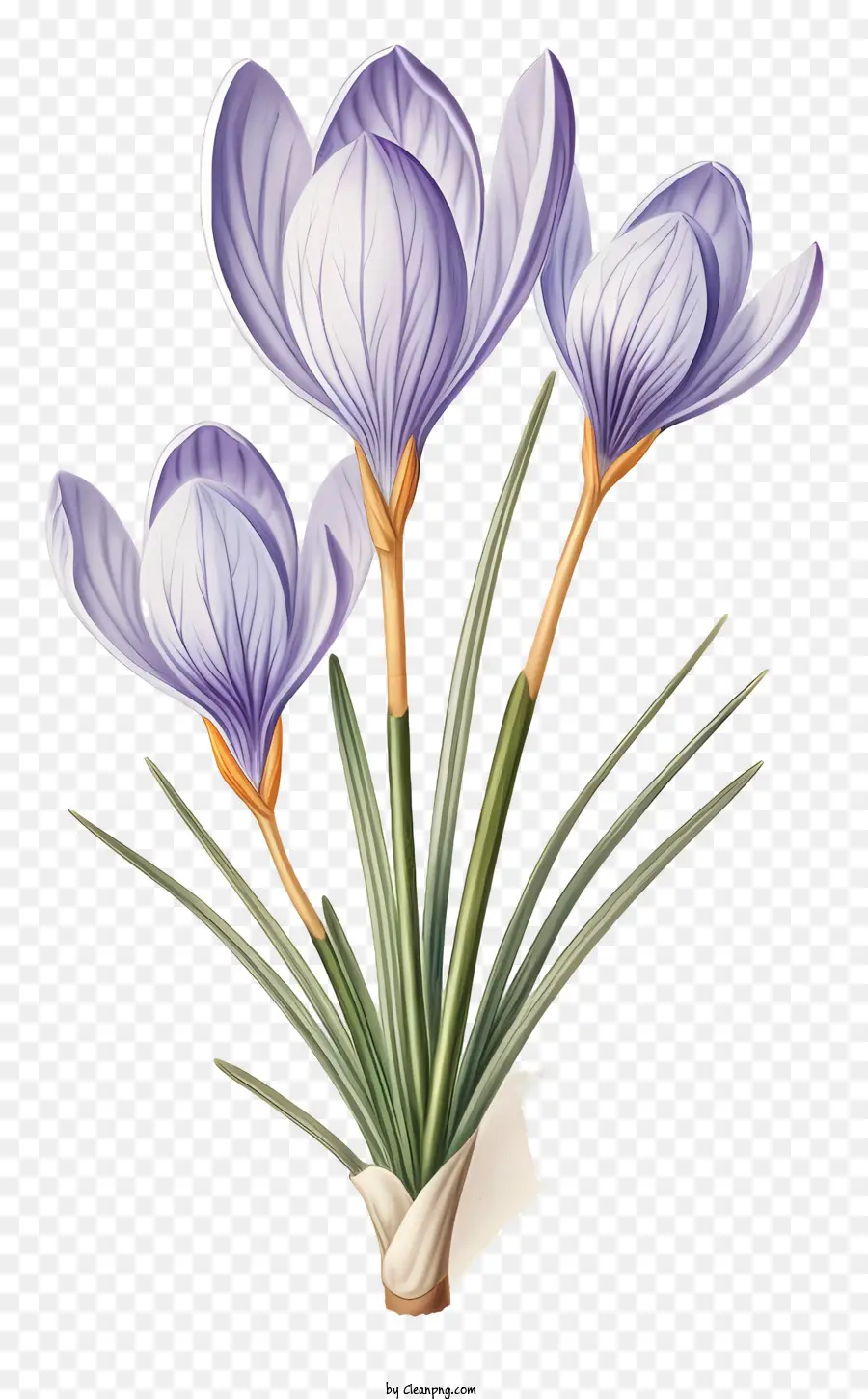 Crocus Violets，Fleurs De Printemps PNG