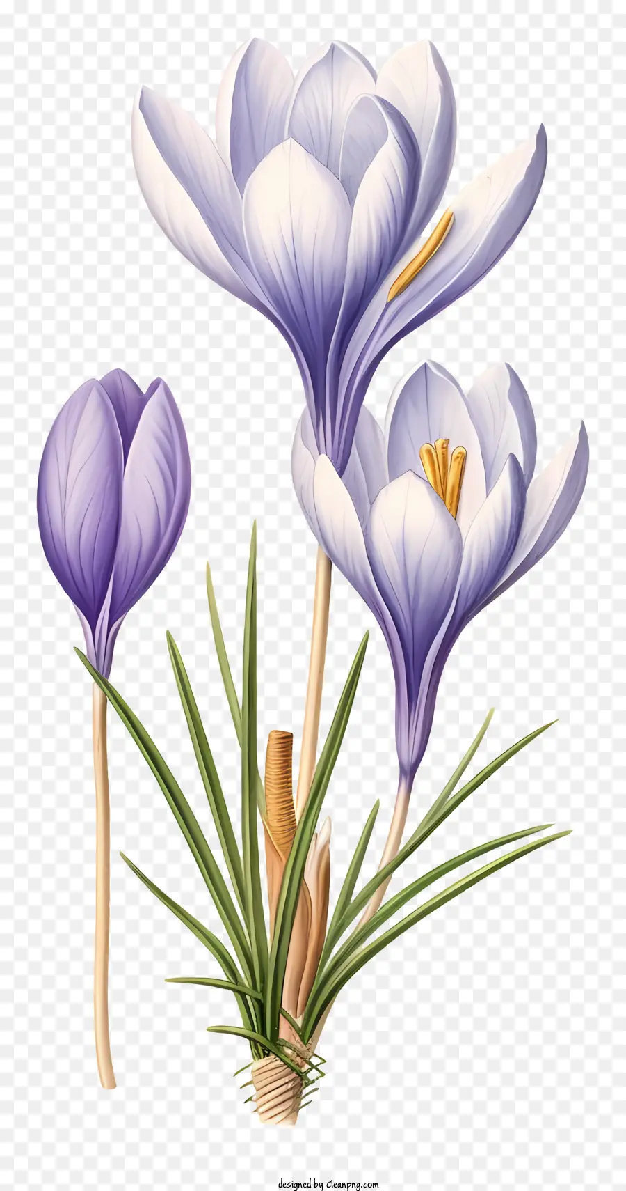 Crocus Violet，Fleurs PNG
