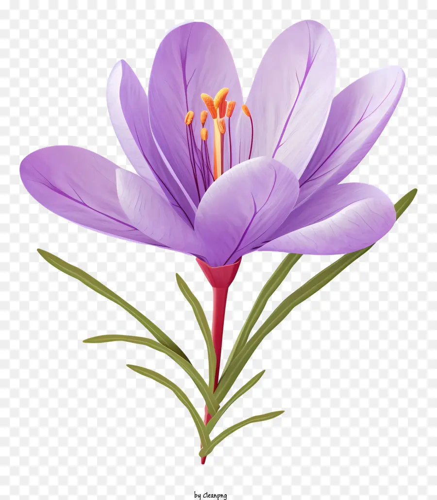 Fleur Pourpre，Fleur De Safran PNG