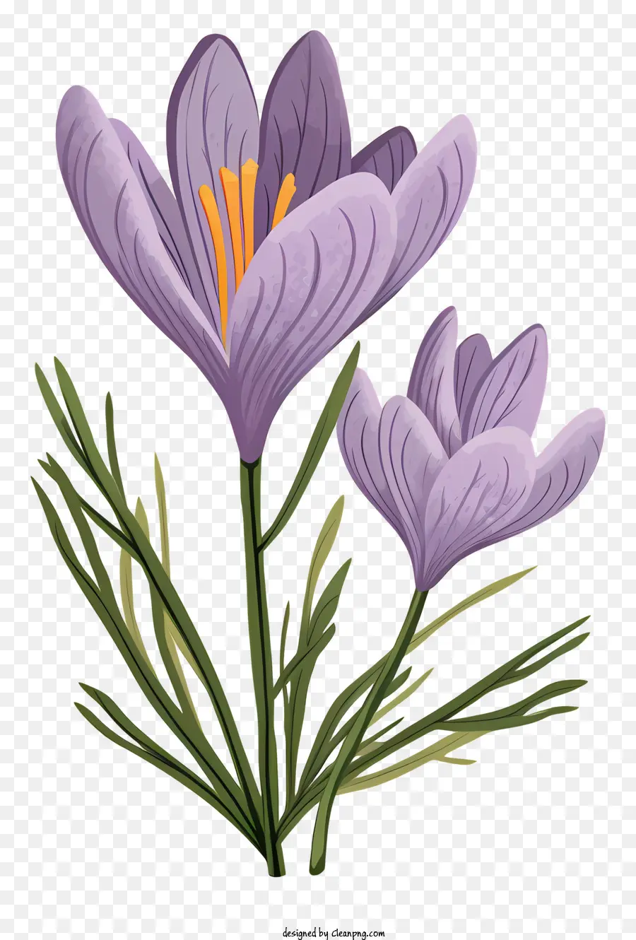 Crocus，Fleur Violette PNG