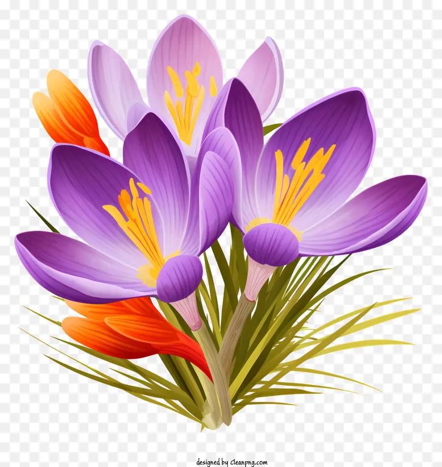 Crocus Violets，Fleur Violette PNG