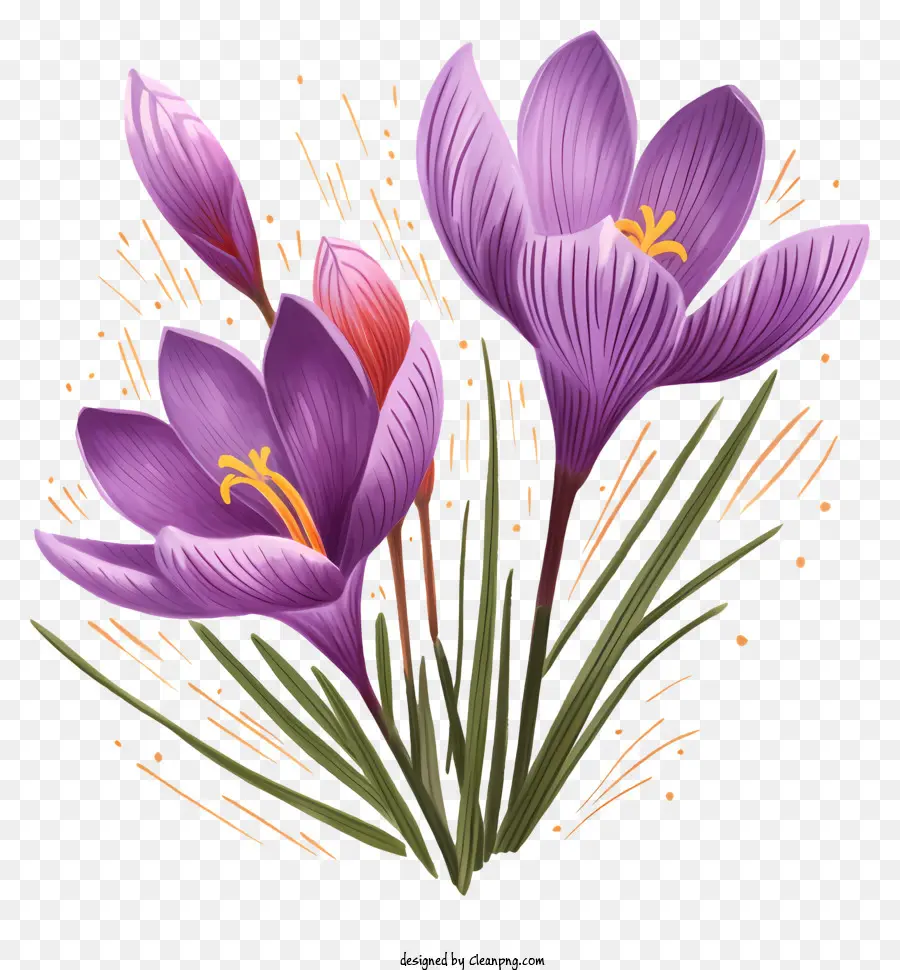 Crocus Violets，Fleurs Violettes PNG