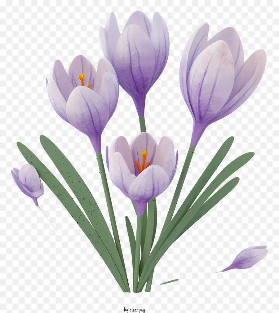 Crocus Violets，Fleur Violette PNG