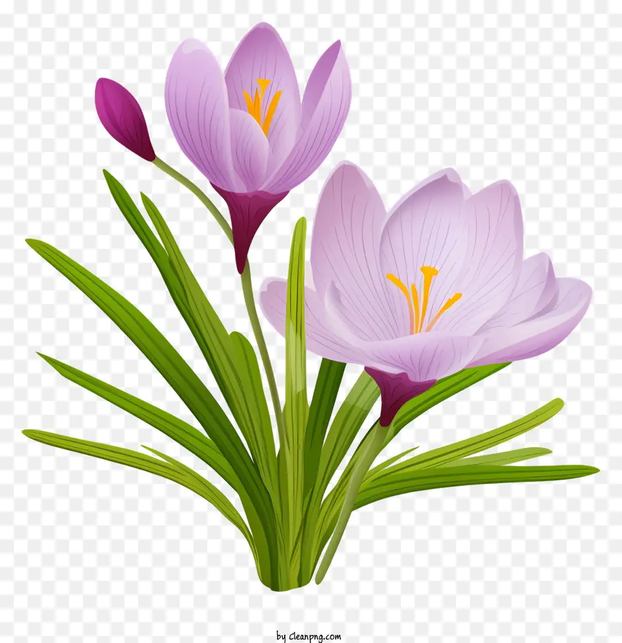 Crocus，Fleur Violette PNG