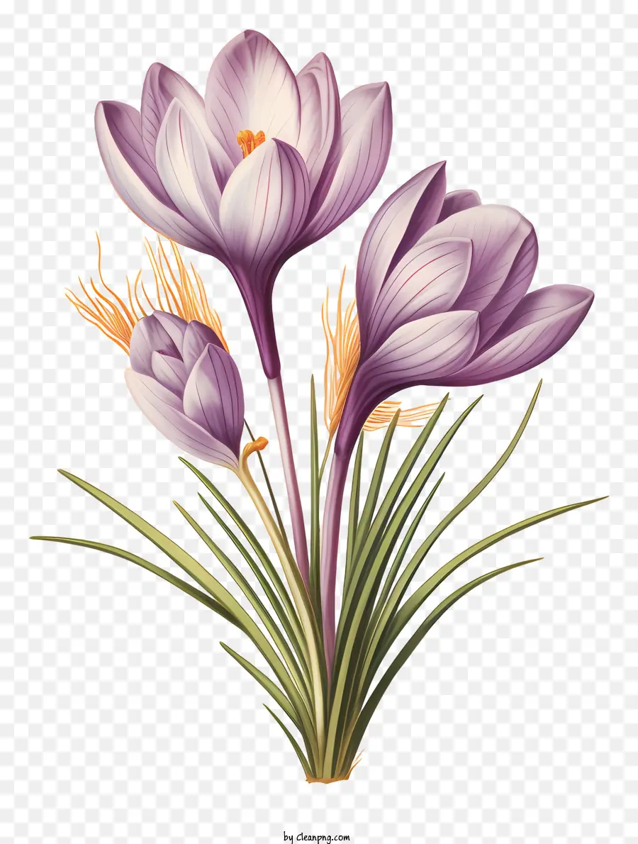 Fleur，Crocus PNG