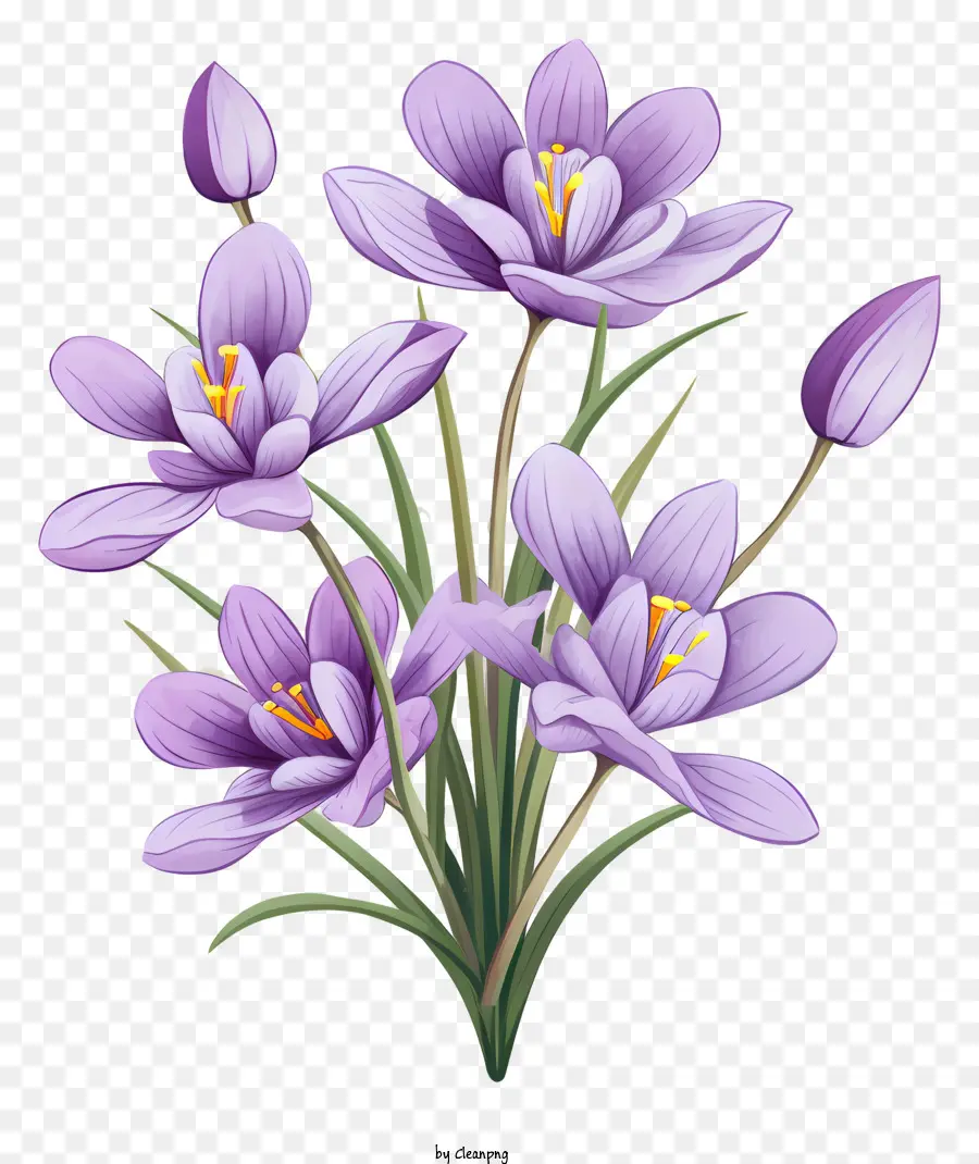 Crocus Violets，Pleine Floraison PNG