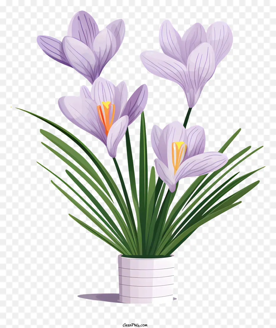 Crocus Roses，Vase PNG