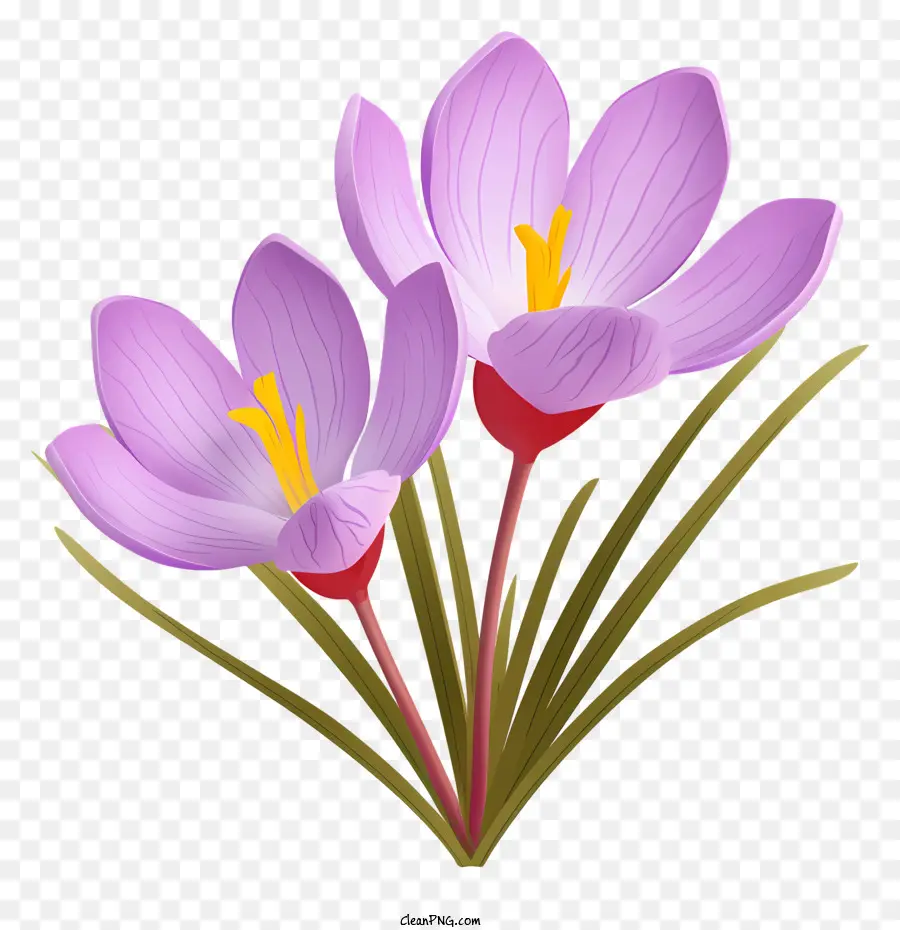 Crocus Violet，Fleurs Violettes PNG