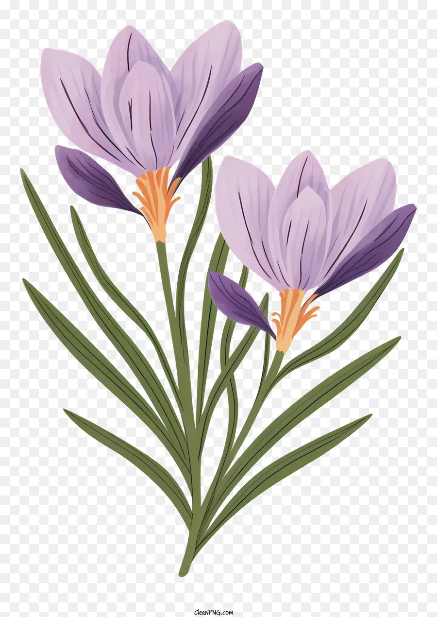 Crocus Violets，Fleurs PNG