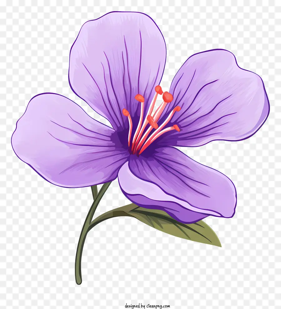 Fleur Pourpre，étamines Blanches PNG