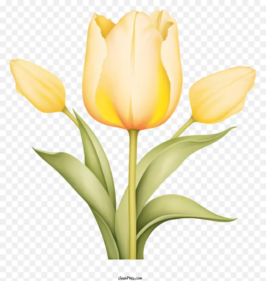 Tulipe Jaune，Fleur PNG