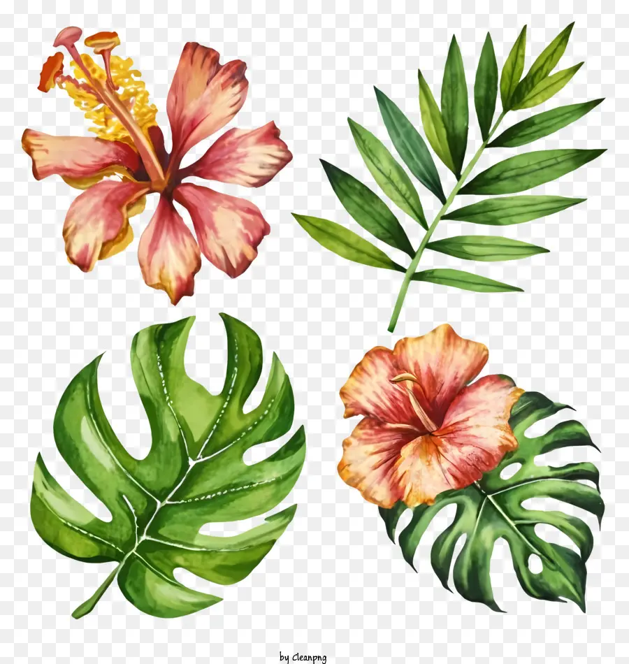 Peinture à L'aquarelle，Fleurs Tropicales PNG