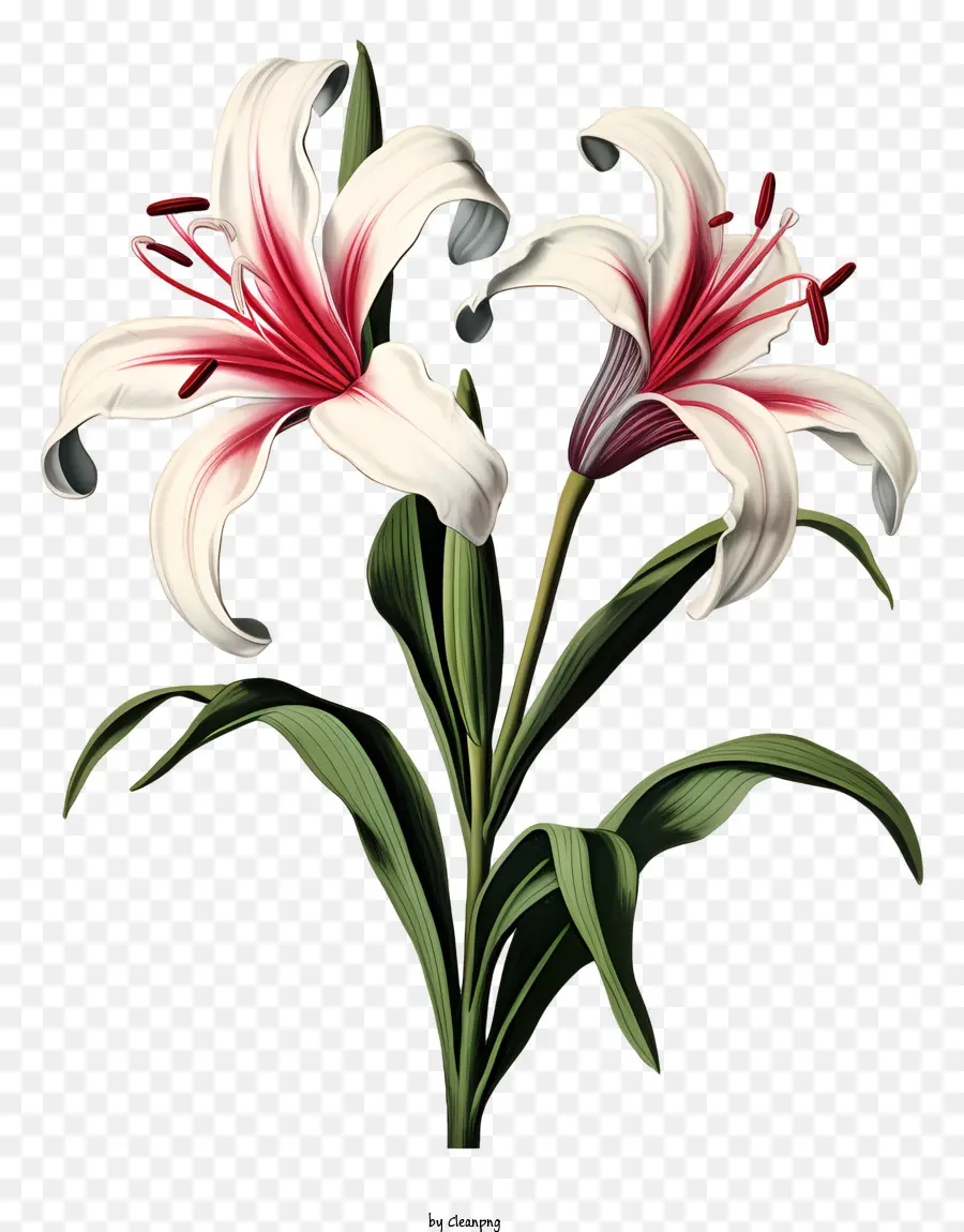 Lys Blancs，La Photographie De Fleurs PNG