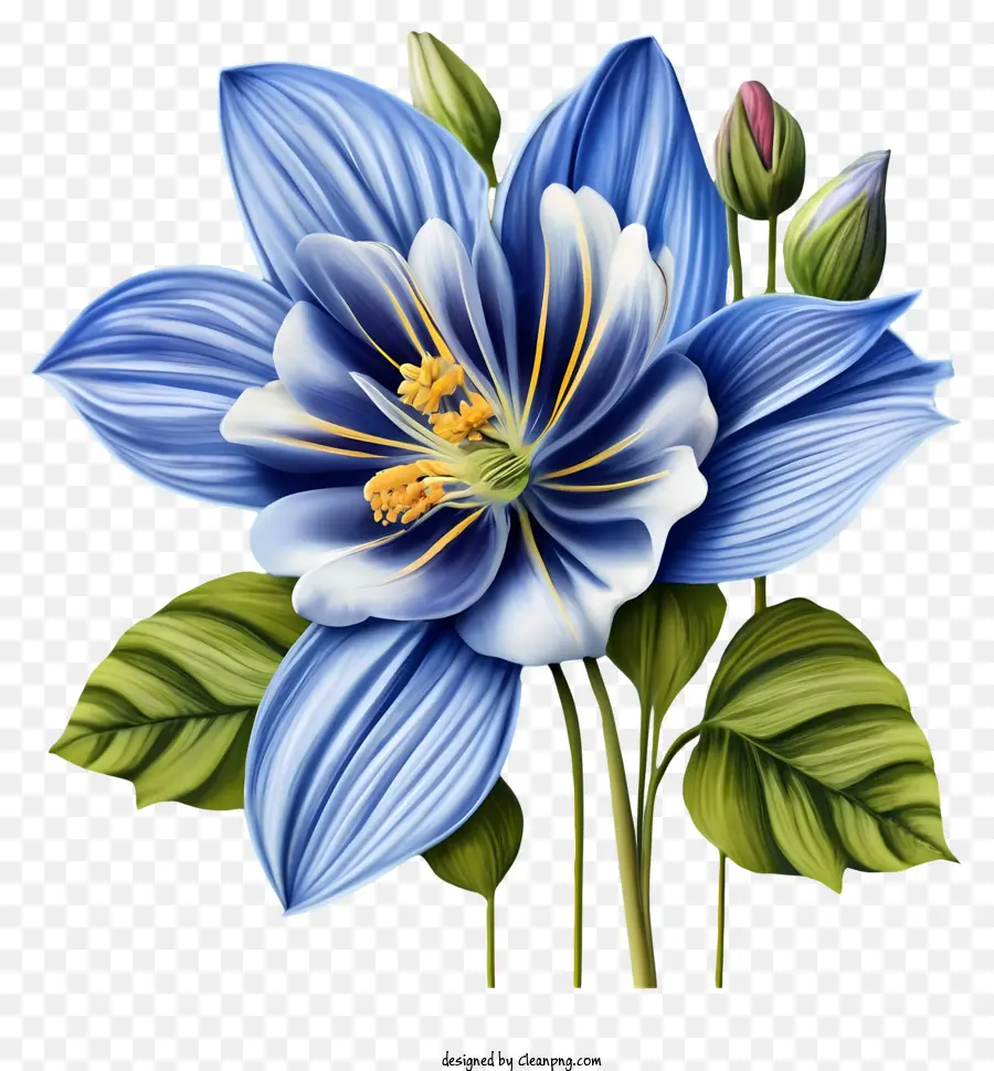 Fleur Bleue，Pétales Blanches Et Jaunes PNG
