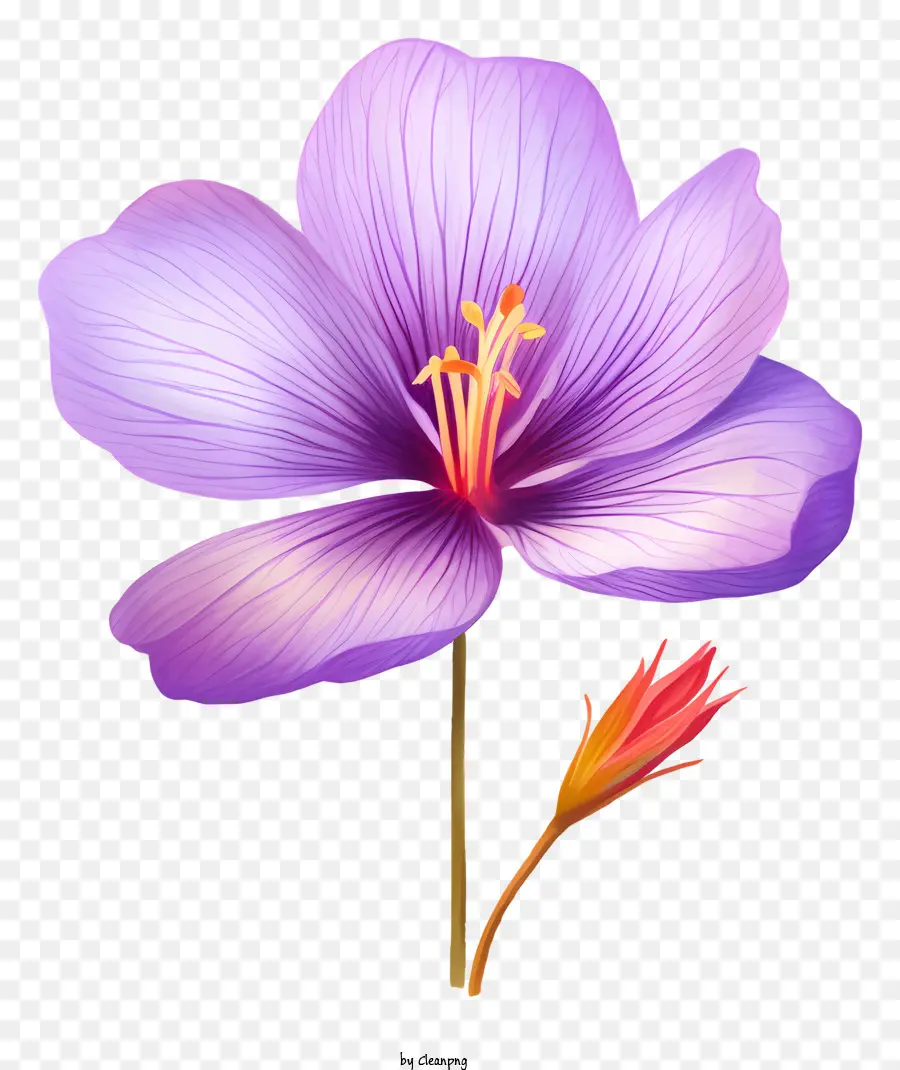 Fleur Pourpre，Pleine Floraison PNG