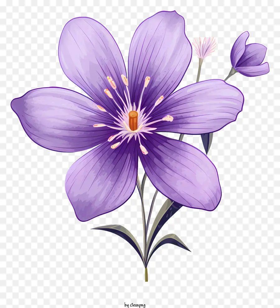 Fleur Pourpre，Cinq Fleurs De Pétale PNG