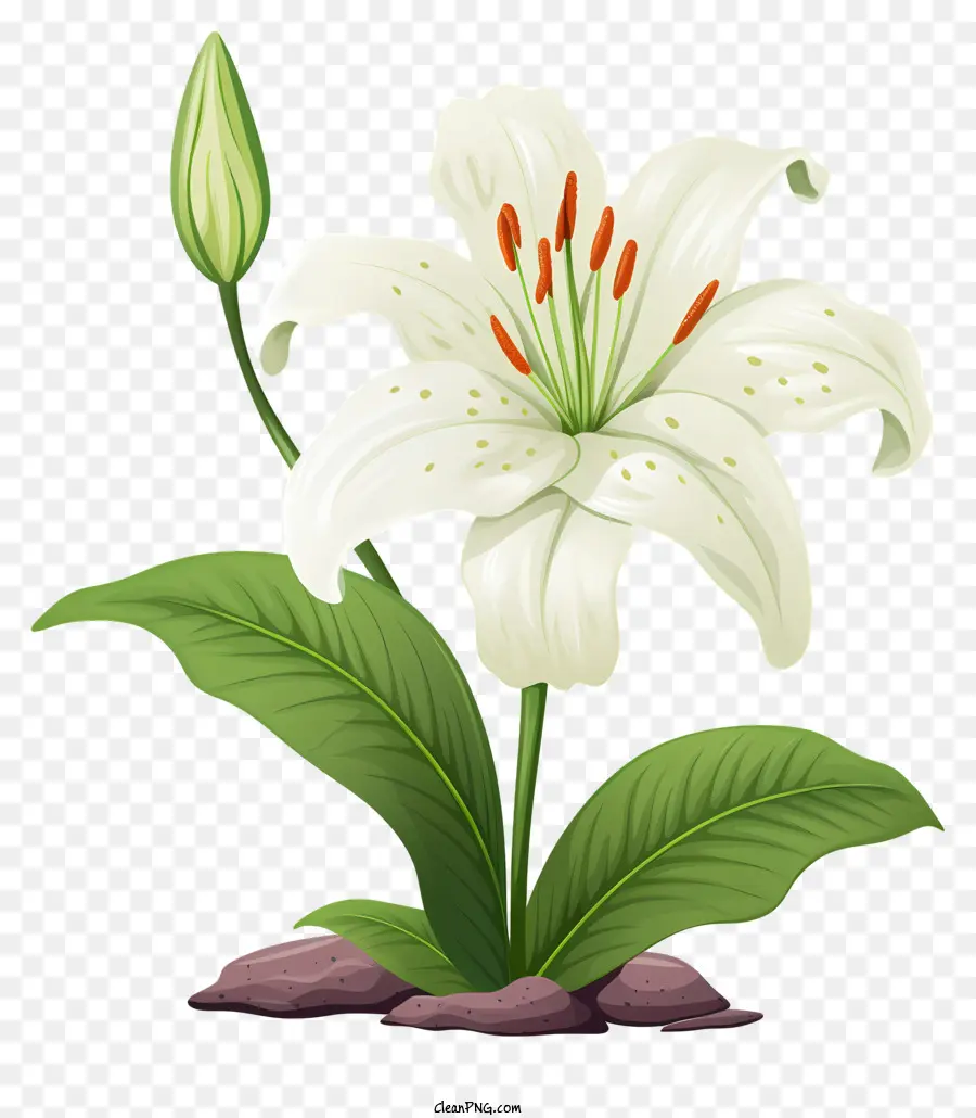 Lys Blanc，Pot De Fleur PNG