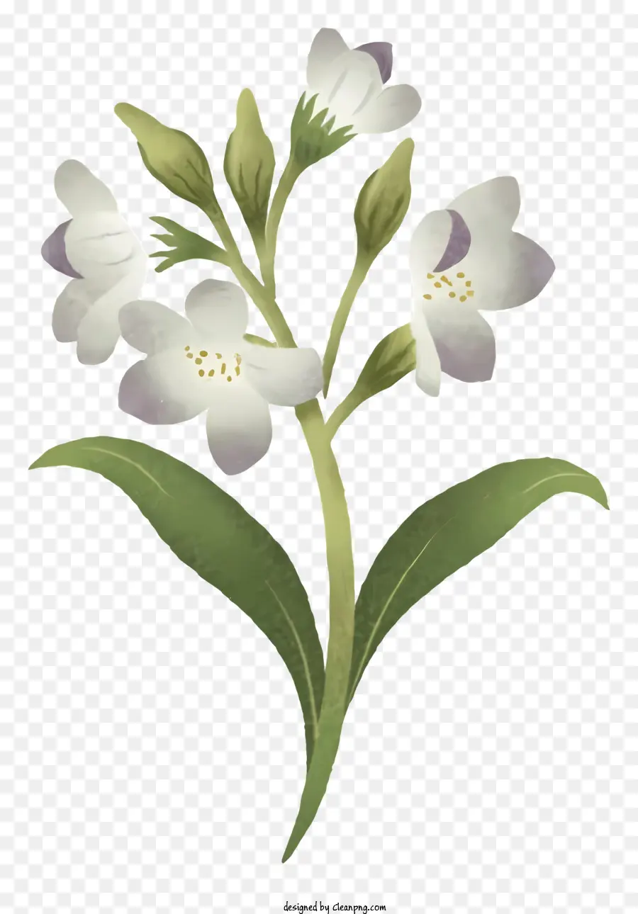 Fleur Blanche，Fleur PNG