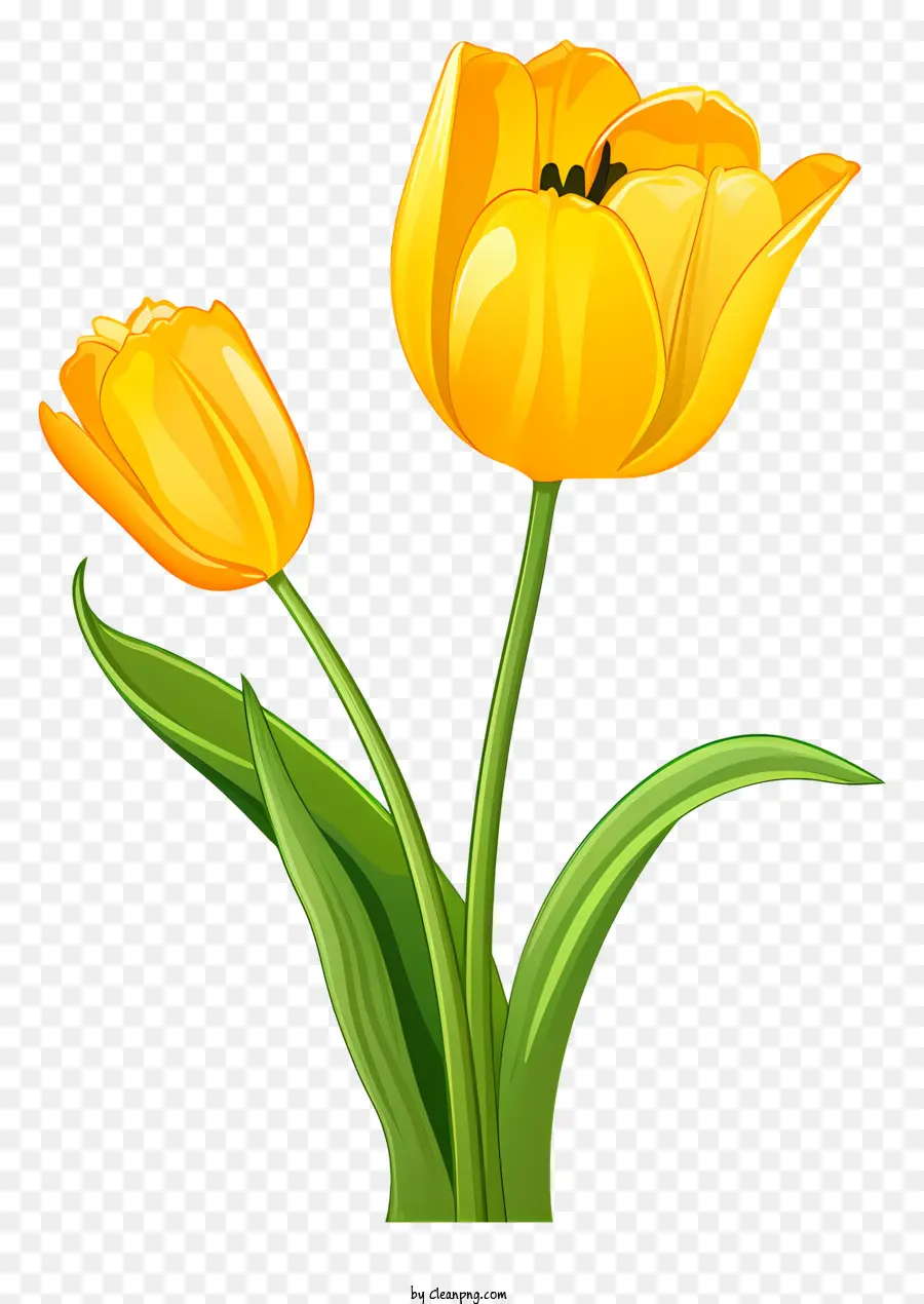 Tulipe Jaune，Fleur PNG