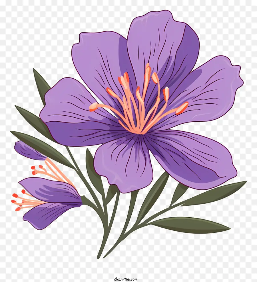 Géranium Violet，Pétales Rosés PNG