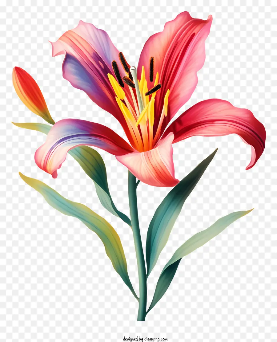 Mots Clés，Fleurs PNG