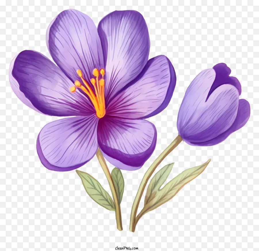 Peint à La Main，Fleur De Crocus Violet PNG