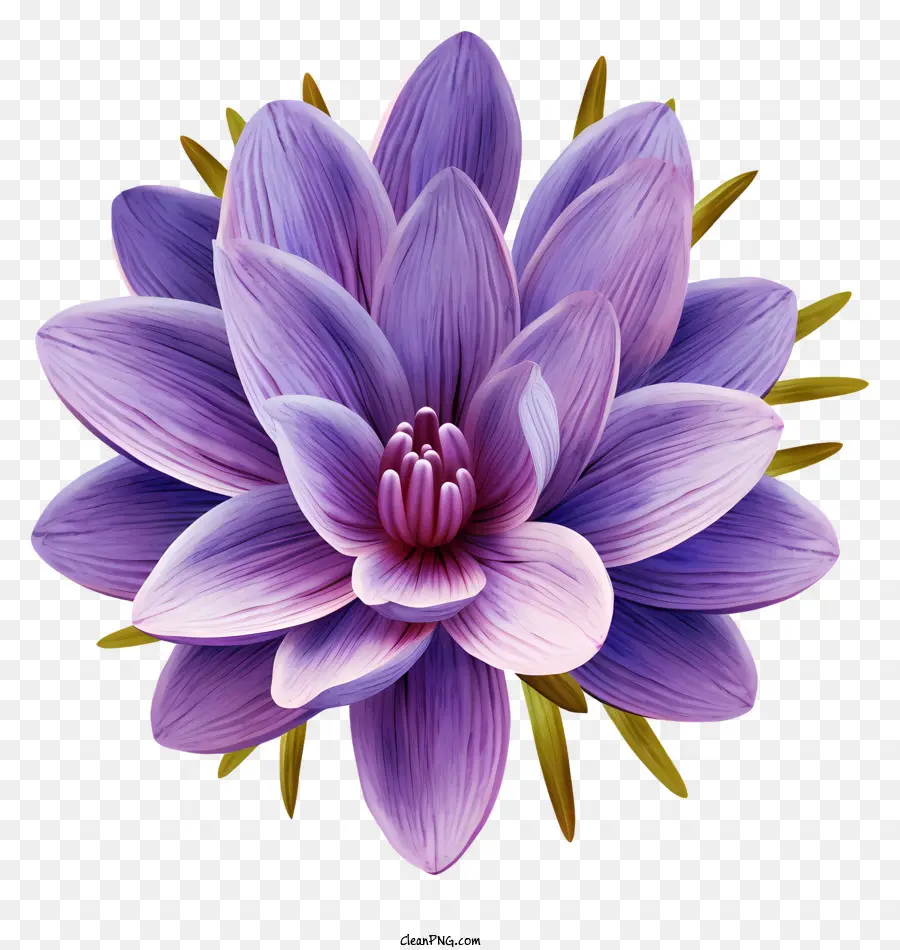 Fleur，Violet PNG