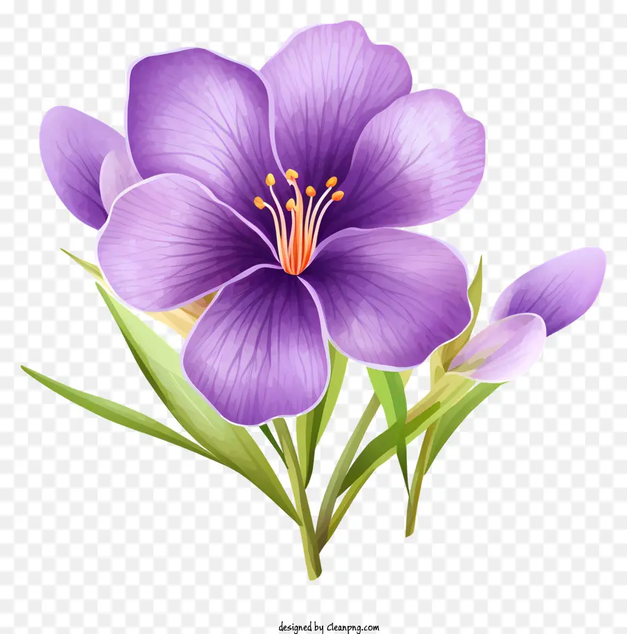 Fleur Pourpre，Fleur De Sauge PNG