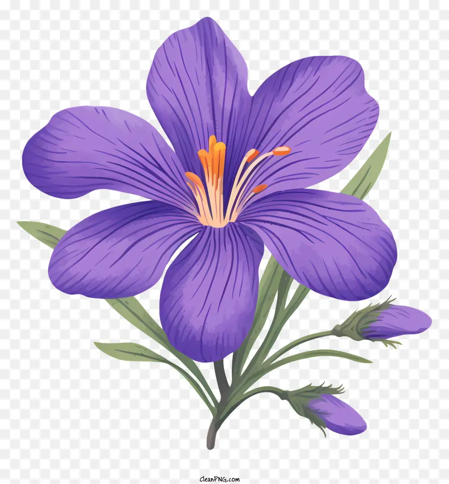 Iris Pourpre，Fleur PNG