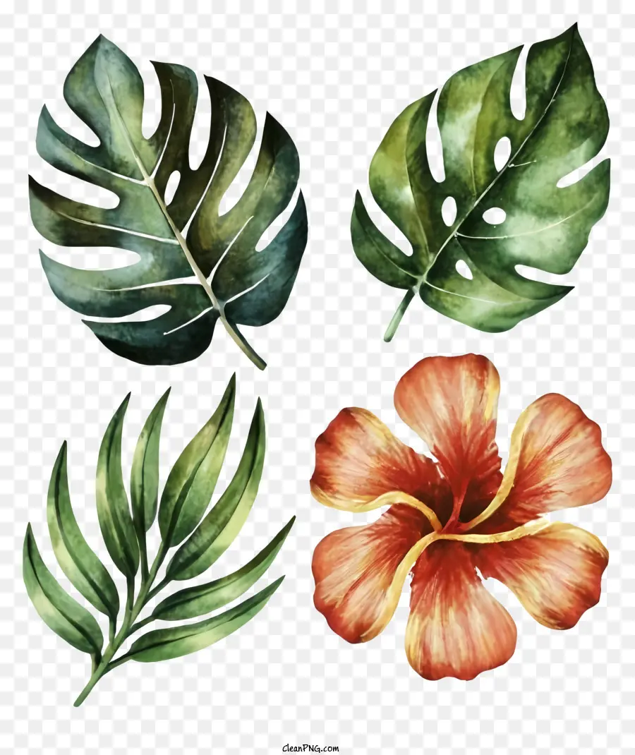 Peinture à L'aquarelle，Fleurs Et Feuilles Tropicales PNG