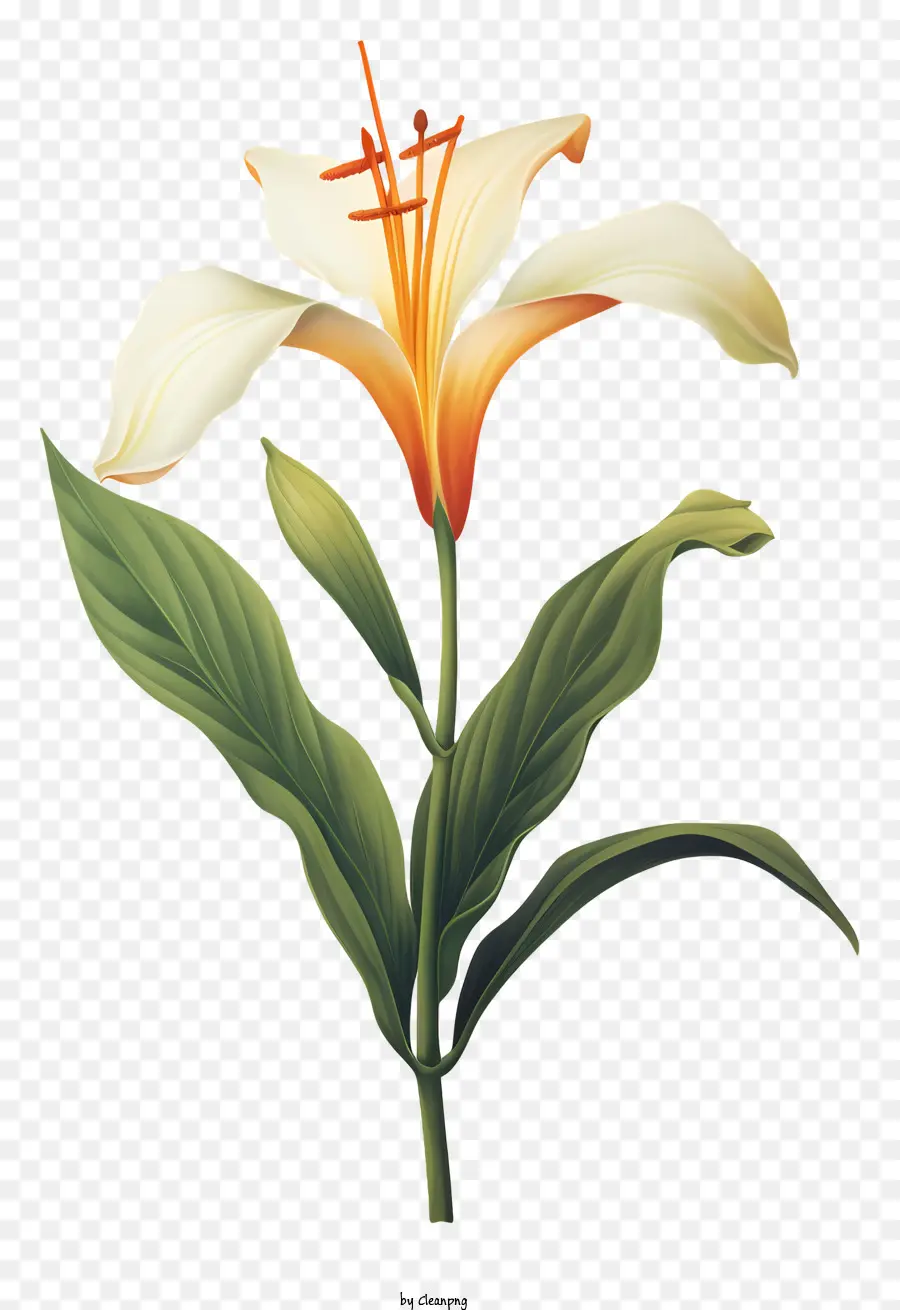 Fleur，Centre D'orange Vif PNG