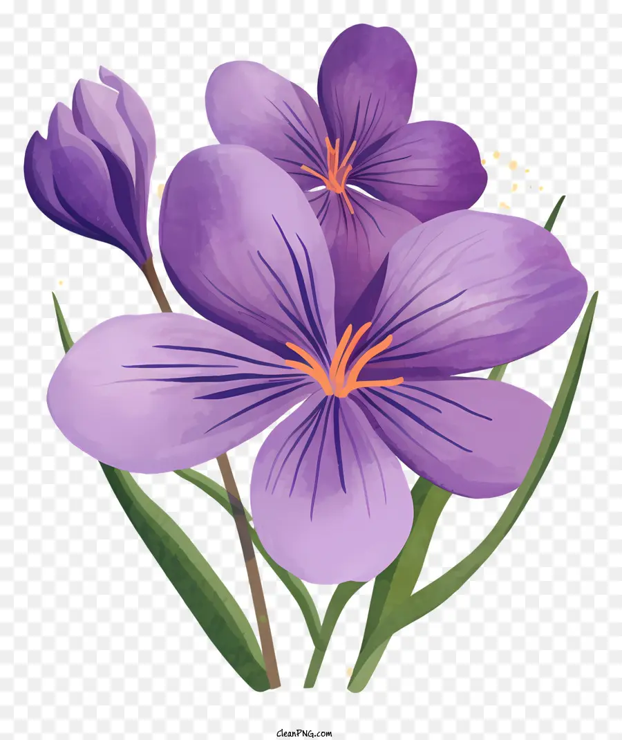 Fleur De Crocus Violet，Arrangement De Vase PNG