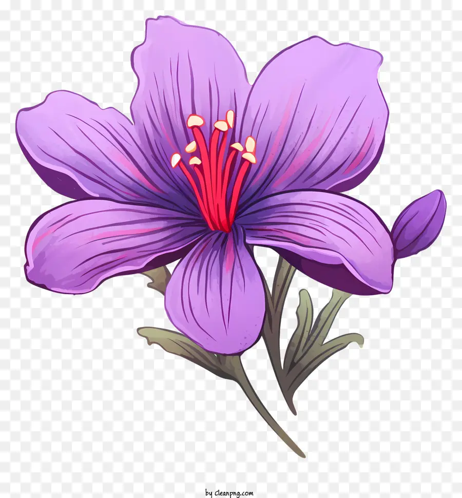 Fleur Pourpre，Syringa PNG