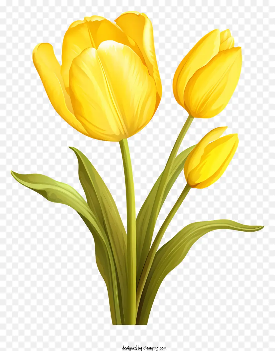 Tulipe Jaune，Tulip Plante PNG