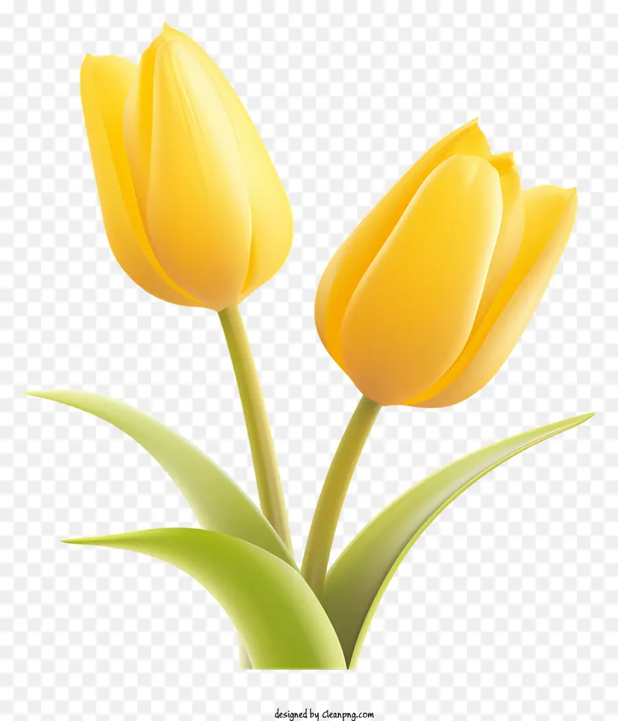 Tulipes Jaunes，La Floraison Des Fleurs PNG
