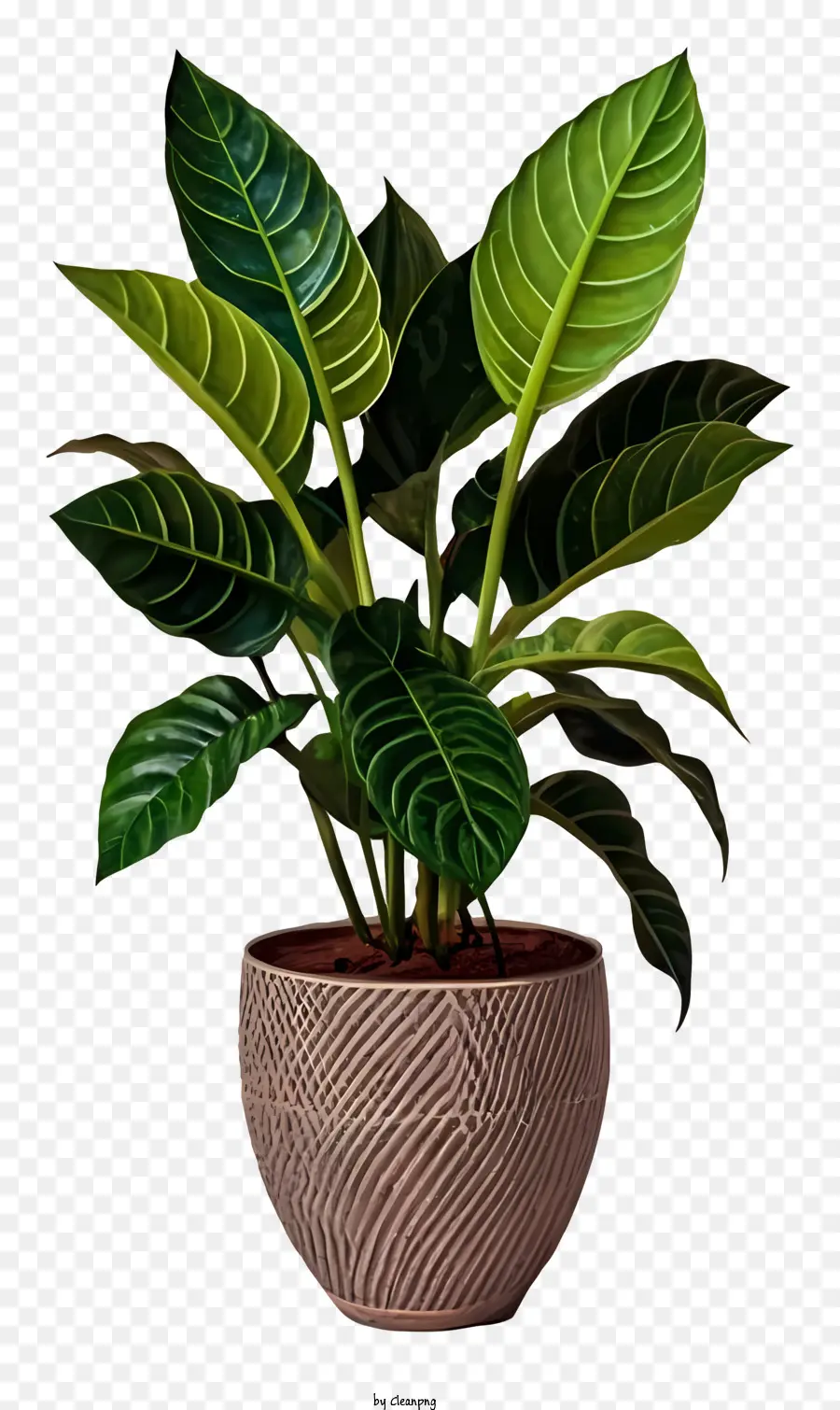 Plante En Vase，Grandes Feuilles Vertes PNG