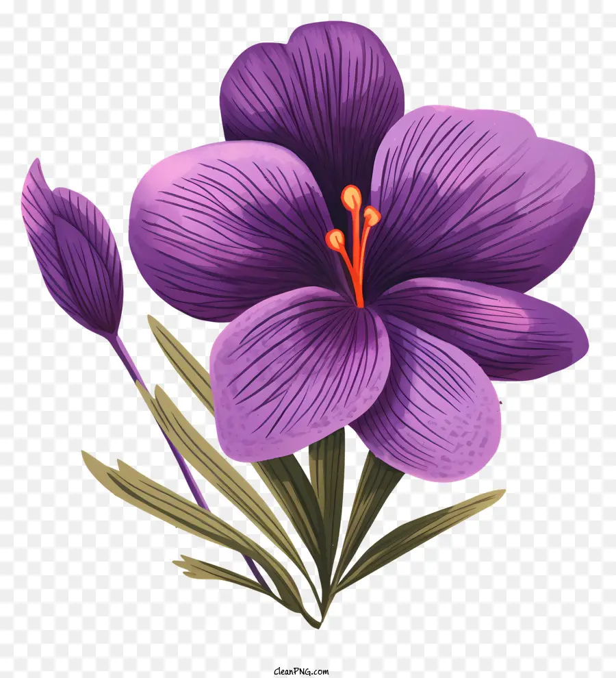 Fleur Violette，Fleur PNG