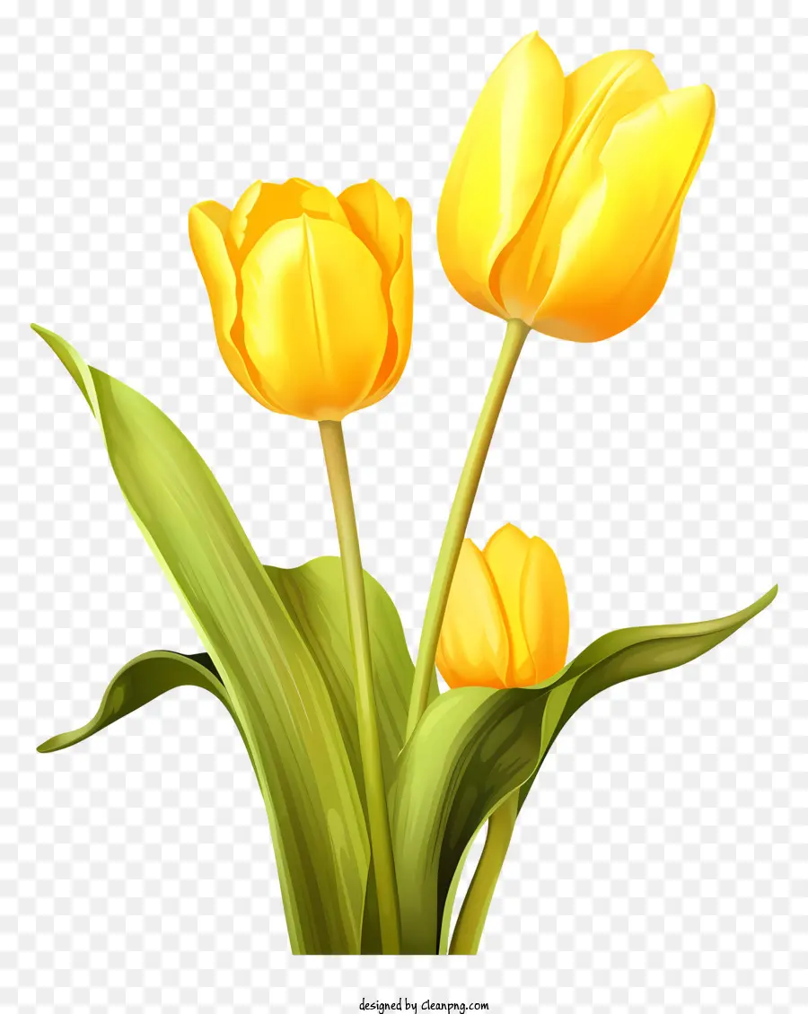 Tulipe Jaune，Tulipes Oranges PNG