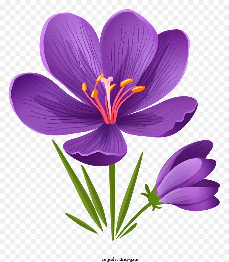Fleur De Crocus Violet，Crocus PNG